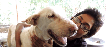 rescue_dogs_01