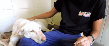 rescue_dogs_01