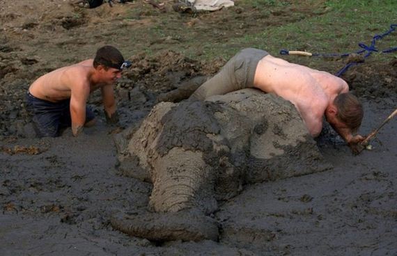 rescued_elephant