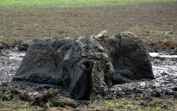 rescued_elephant