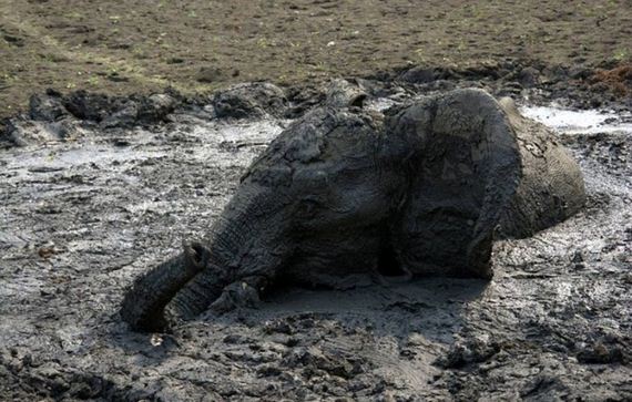 rescued_elephant