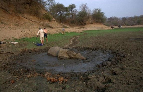 rescued_elephant