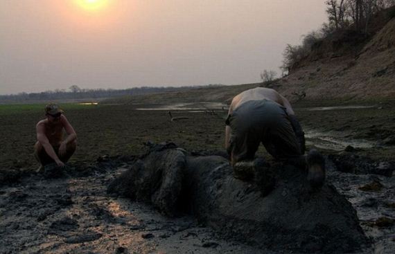 rescued_elephant