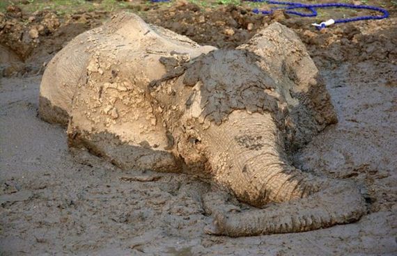 rescued_elephant