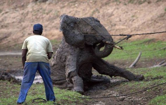 rescued_elephant