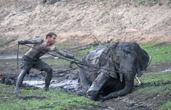 rescued_elephant