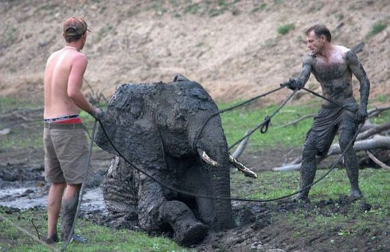 rescued_elephant