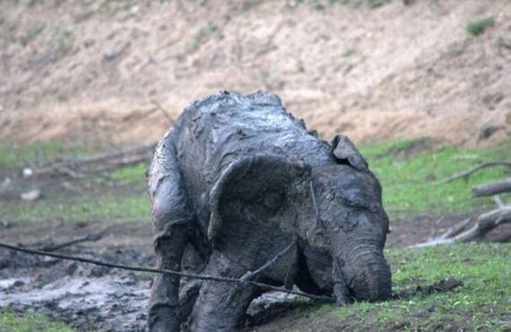 rescued_elephant