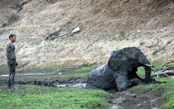 rescued_elephant