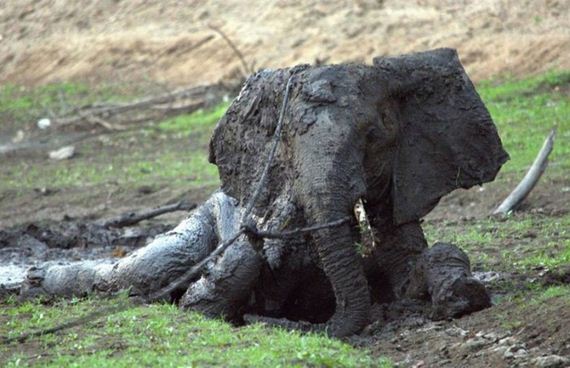 rescued_elephant