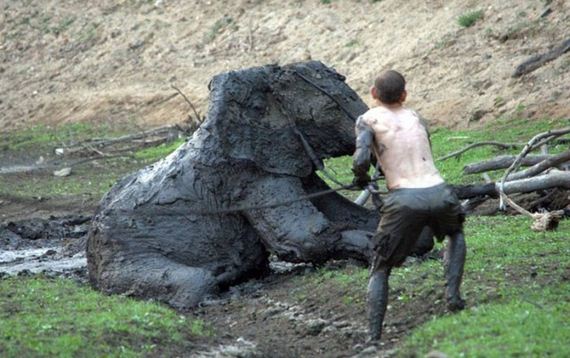 rescued_elephant