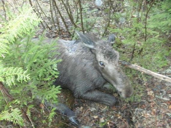 saved_moose