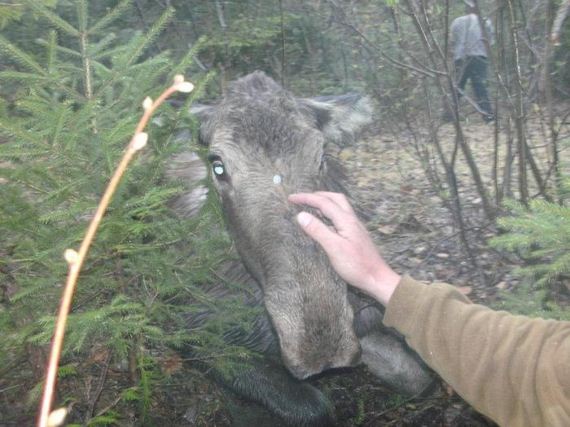 saved_moose