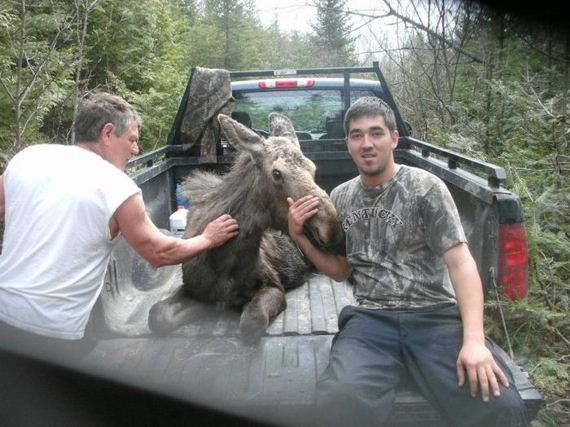 saved_moose