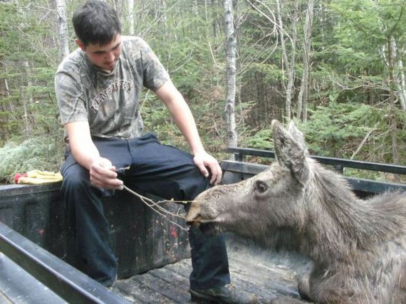 saved_moose