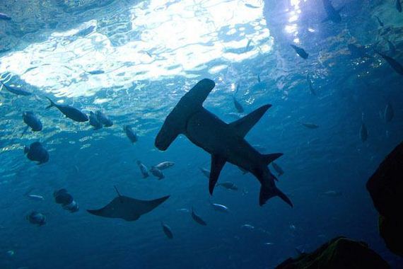 several-little-known-facts-about-sharks