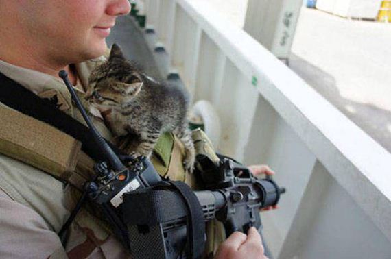 soldiers_and_cats
