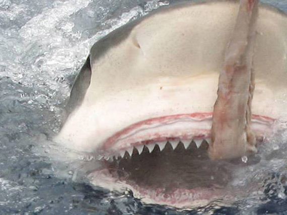 strongest_jaws