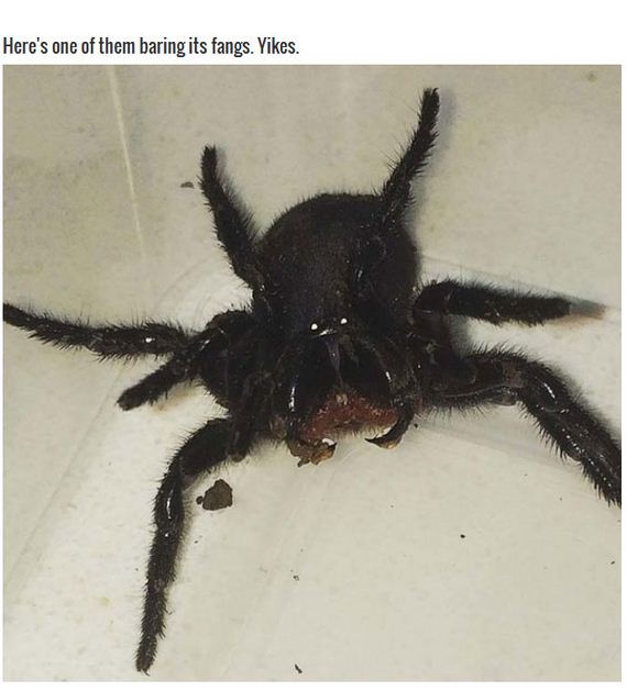 terrifying_spiders