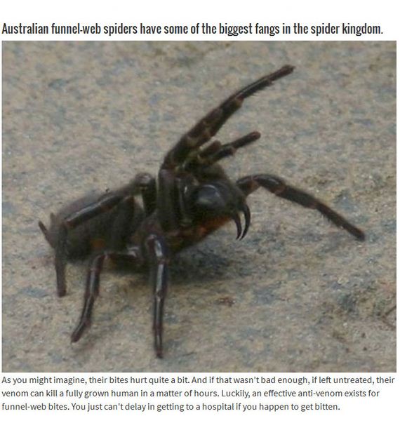 terrifying_spiders