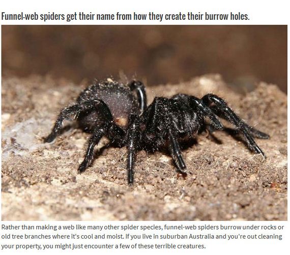 terrifying_spiders