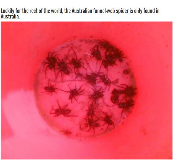 terrifying_spiders