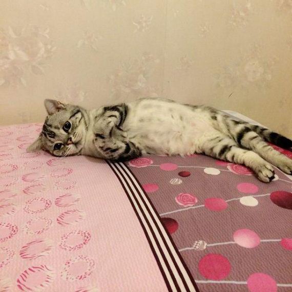 the-saddest-cat-on-the-internet