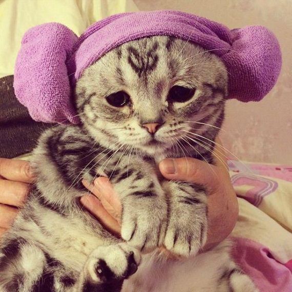 the-saddest-cat-on-the-internet