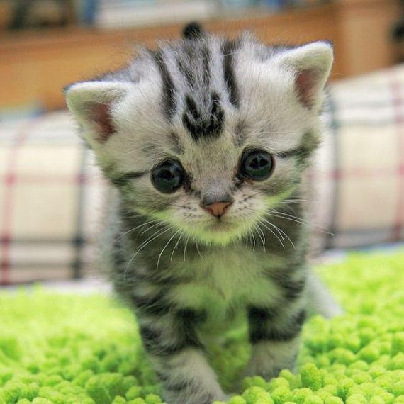 the-saddest-cat-on-the-internet