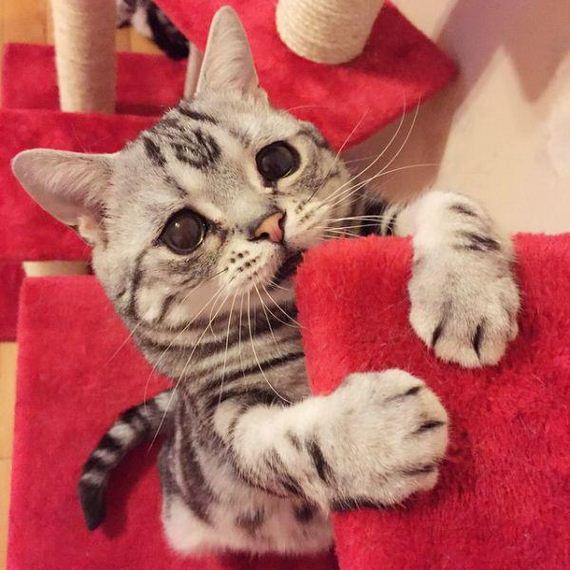 the-saddest-cat-on-the-internet