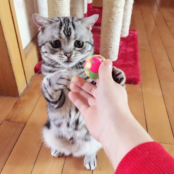 the-saddest-cat-on-the-internet