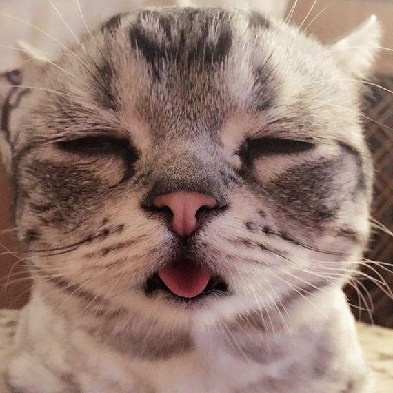 the-saddest-cat-on-the-internet