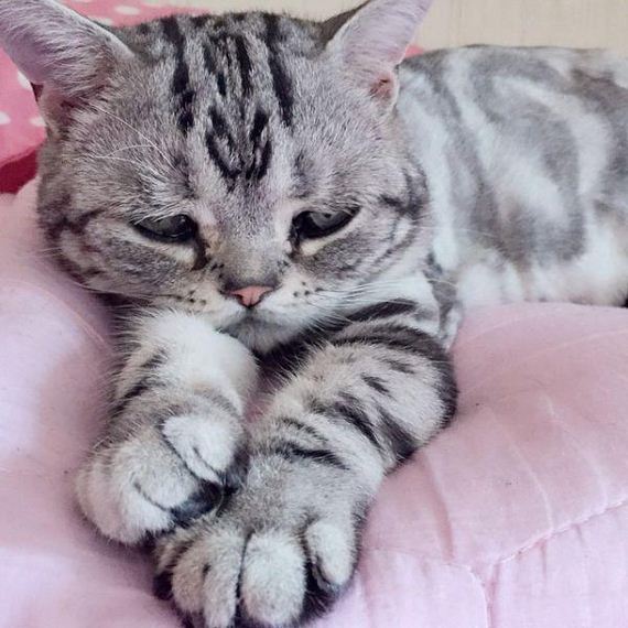the-saddest-cat-on-the-internet