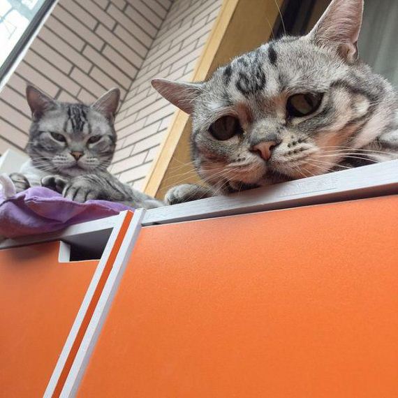 the-saddest-cat-on-the-internet