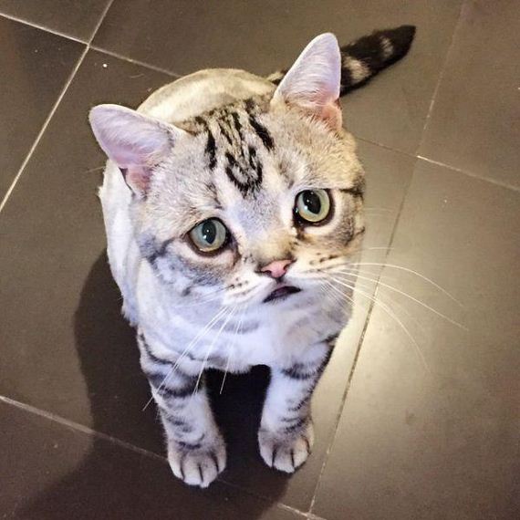 the-saddest-cat-on-the-internet