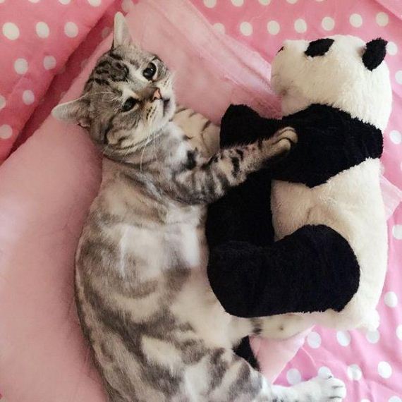 the-saddest-cat-on-the-internet