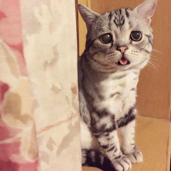 the-saddest-cat-on-the-internet