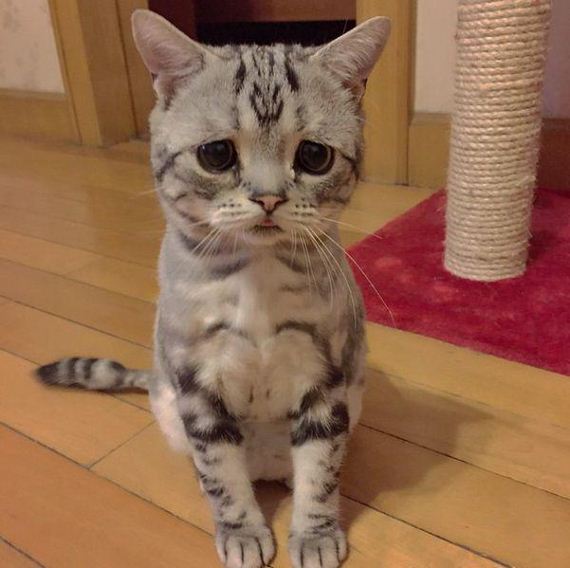 the-saddest-cat-on-the-internet