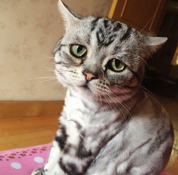 the-saddest-cat-on-the-internet