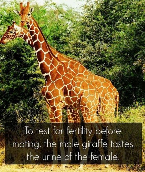 true_facts_that