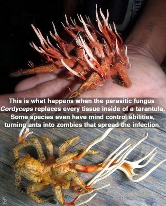 true_facts_that
