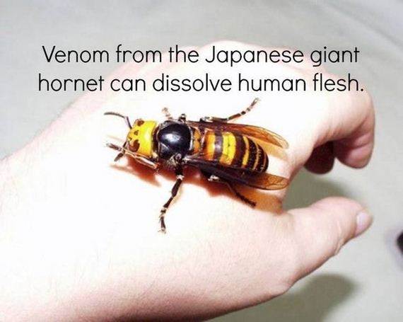true_facts_that