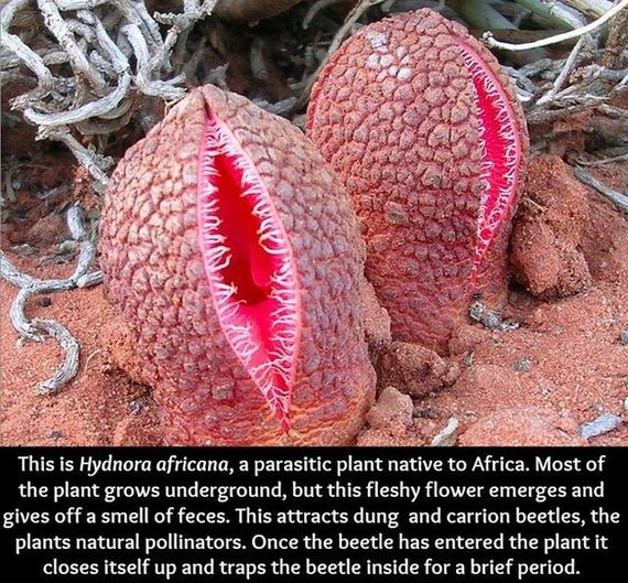 true_facts_that