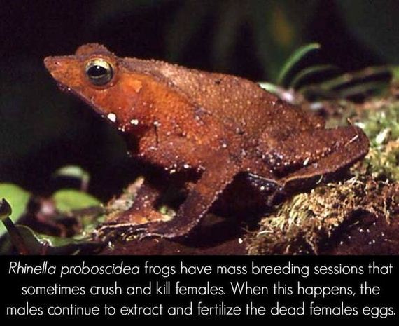 true_facts_that