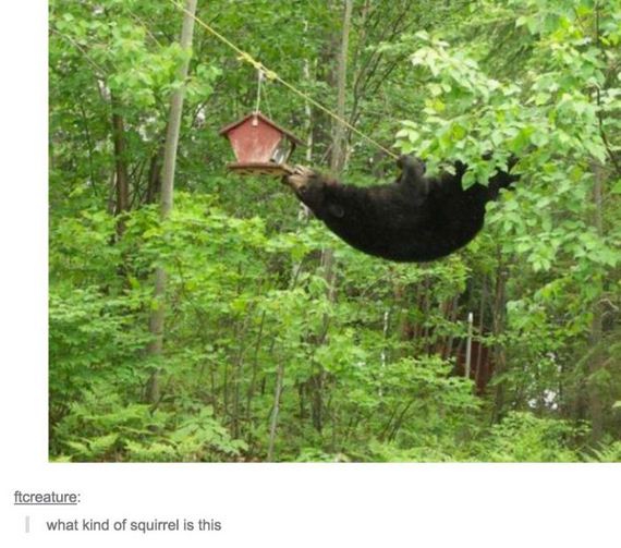 tumblr_comments