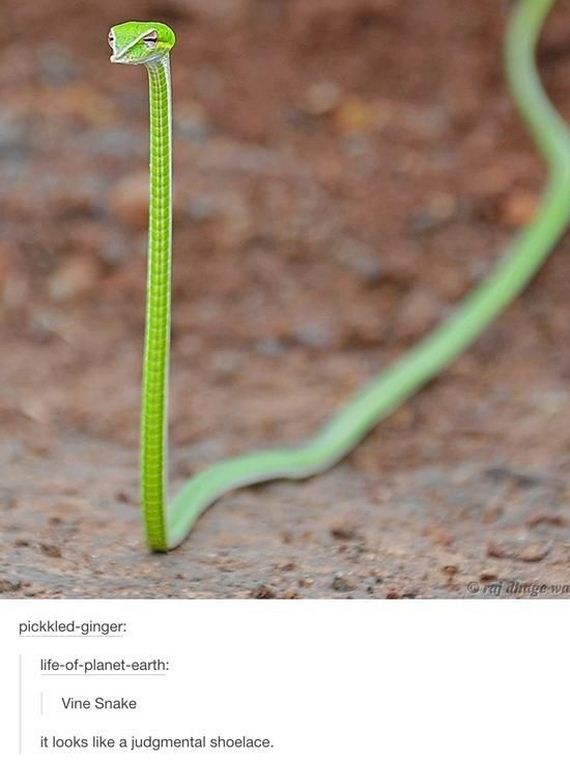 tumblr_comments