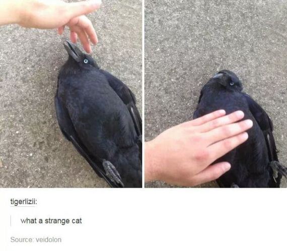 tumblr_comments