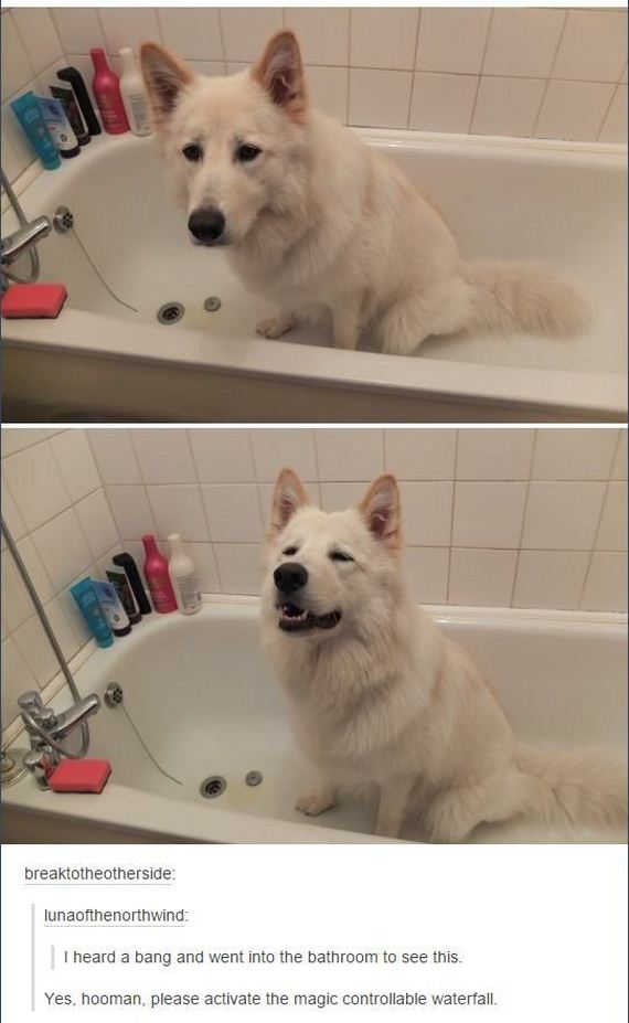 tumblr_comments