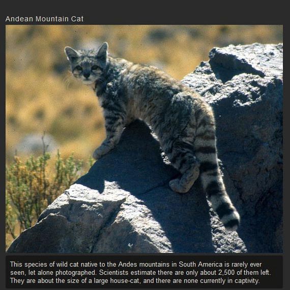 unusual_cat