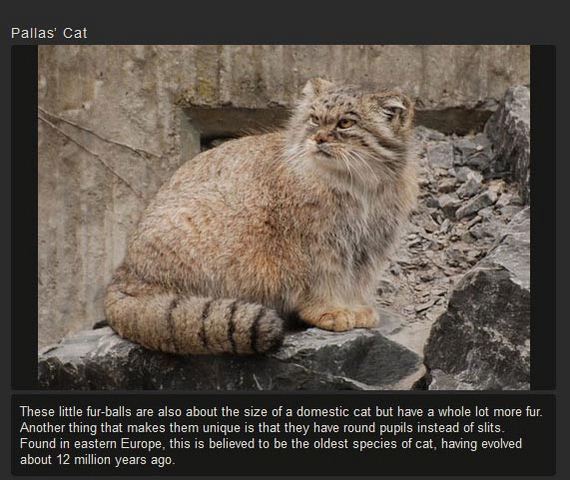 unusual_cat
